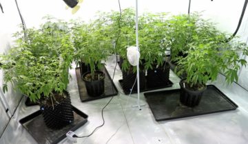 How to Grow Cannabis: A Beginner’s Guide to Growing Weed