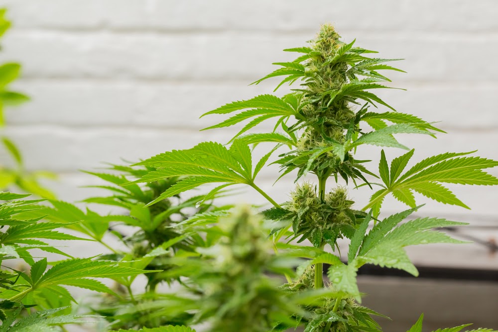 how-to-grow-cannabis-like-a-pro