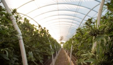 When to Harvest Weed: Maximizing Potency and Yield