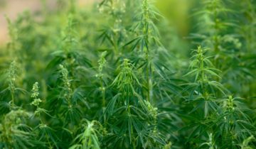 Landrace Strains: The Originators of Cannabis