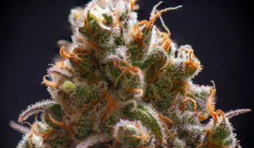 Sour Diesel Strain: Everything You Need to Know