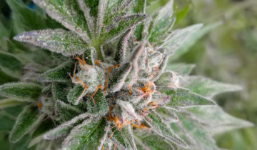 What are Cannabis Trichomes and Which Strains Have the Most
